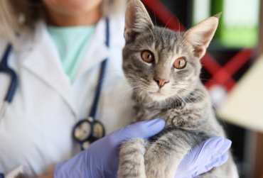 Centro Veterinario Eurovillas