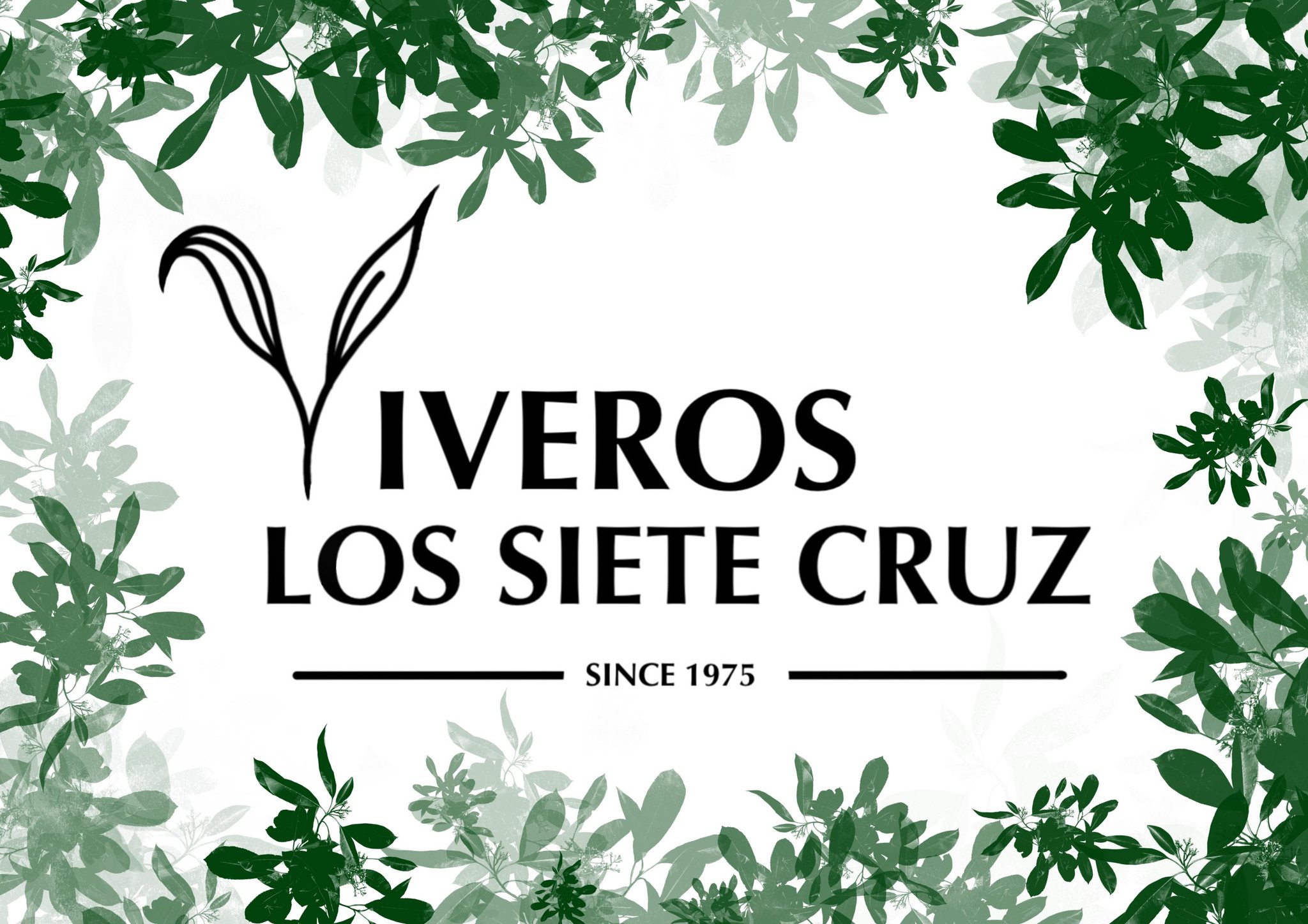 Los 7 Cruz Nurseries