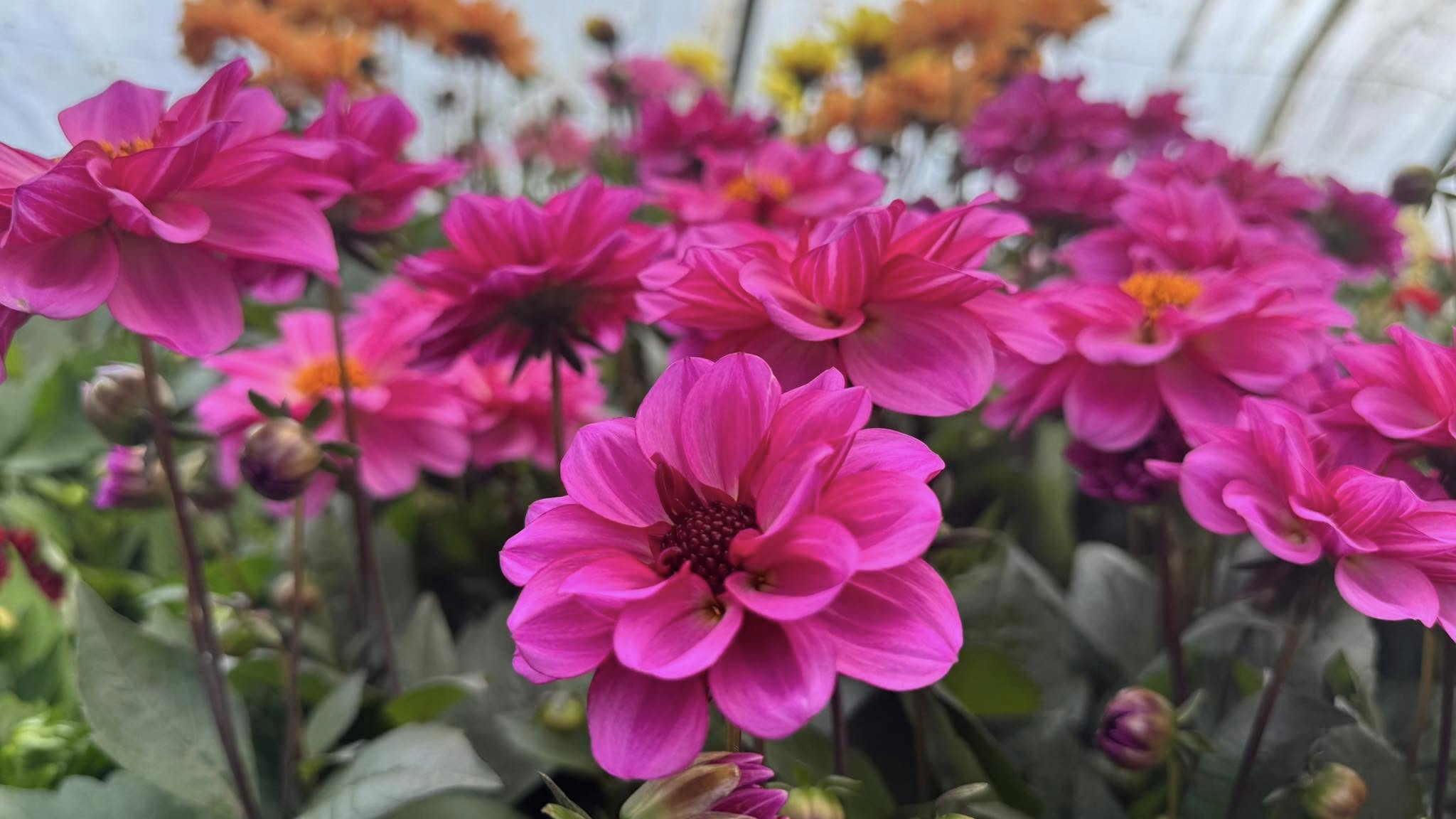 Los 7 Cruz Nurseries