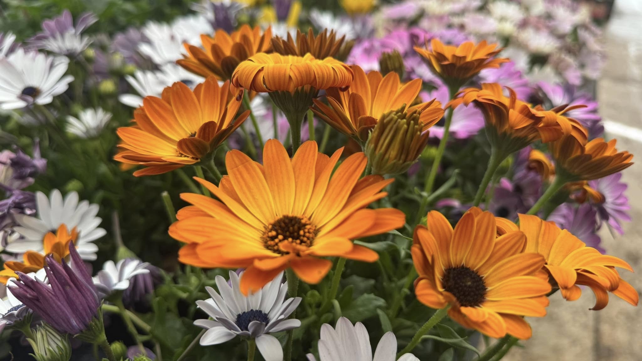 Los 7 Cruz Nurseries