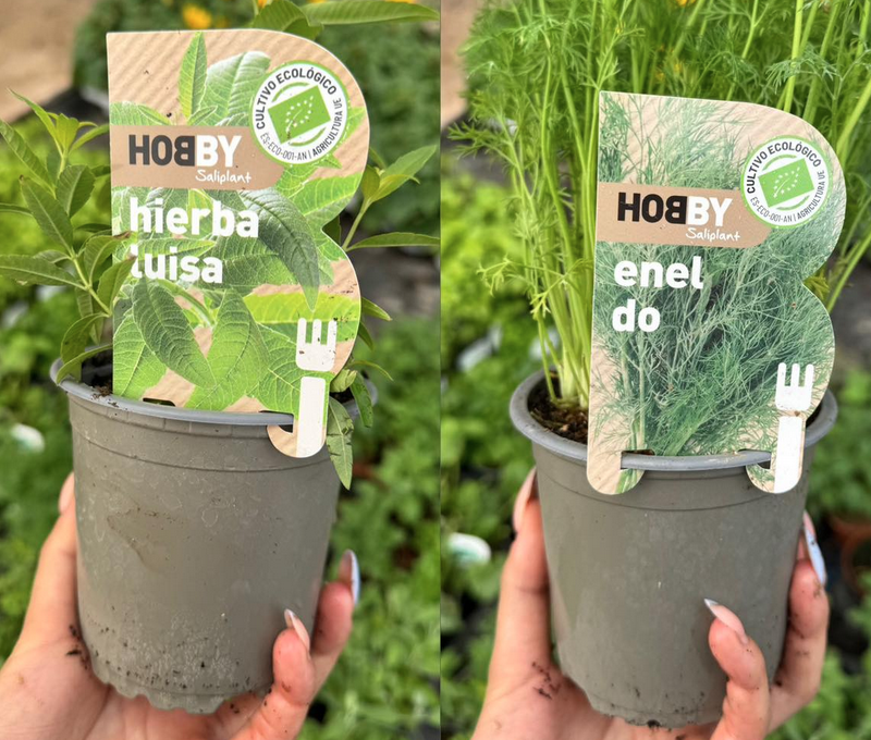 Los 7 Cruz Nurseries