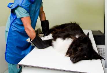 metodos-diagnosticos-Centro-Veterinario-Eurovillas