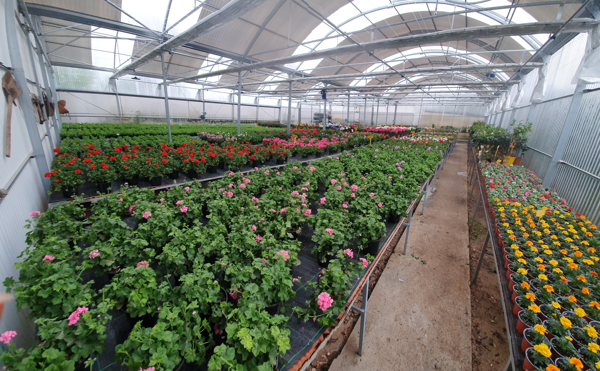 Perucha Brothers Nurseries