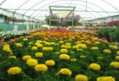 Perucha Brothers Nurseries