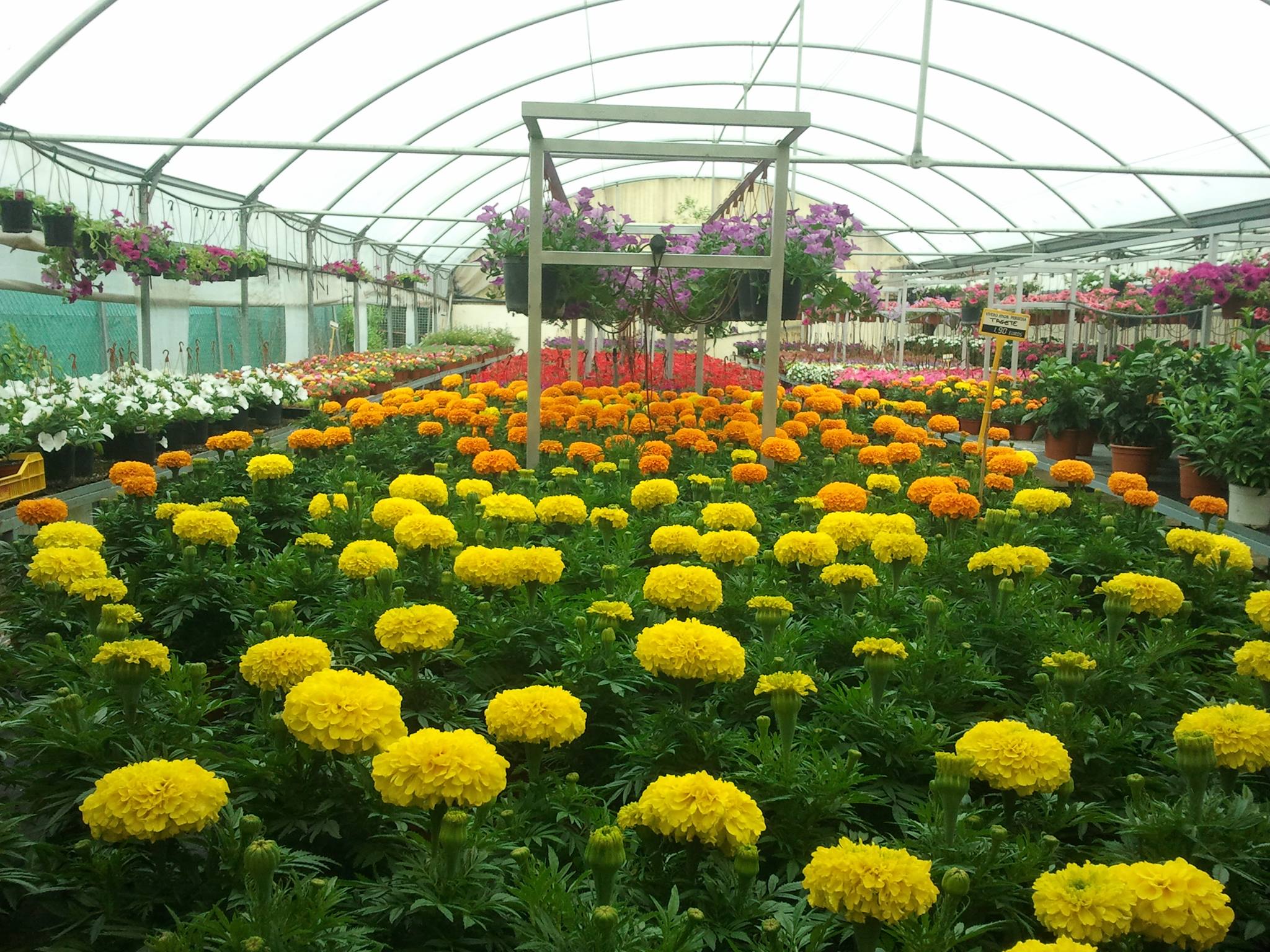 Perucha Brothers Nurseries