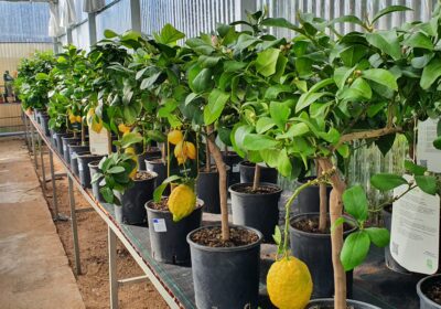 vivero-hermanos-perucha-pozuelo-arboles-citricos-limonero