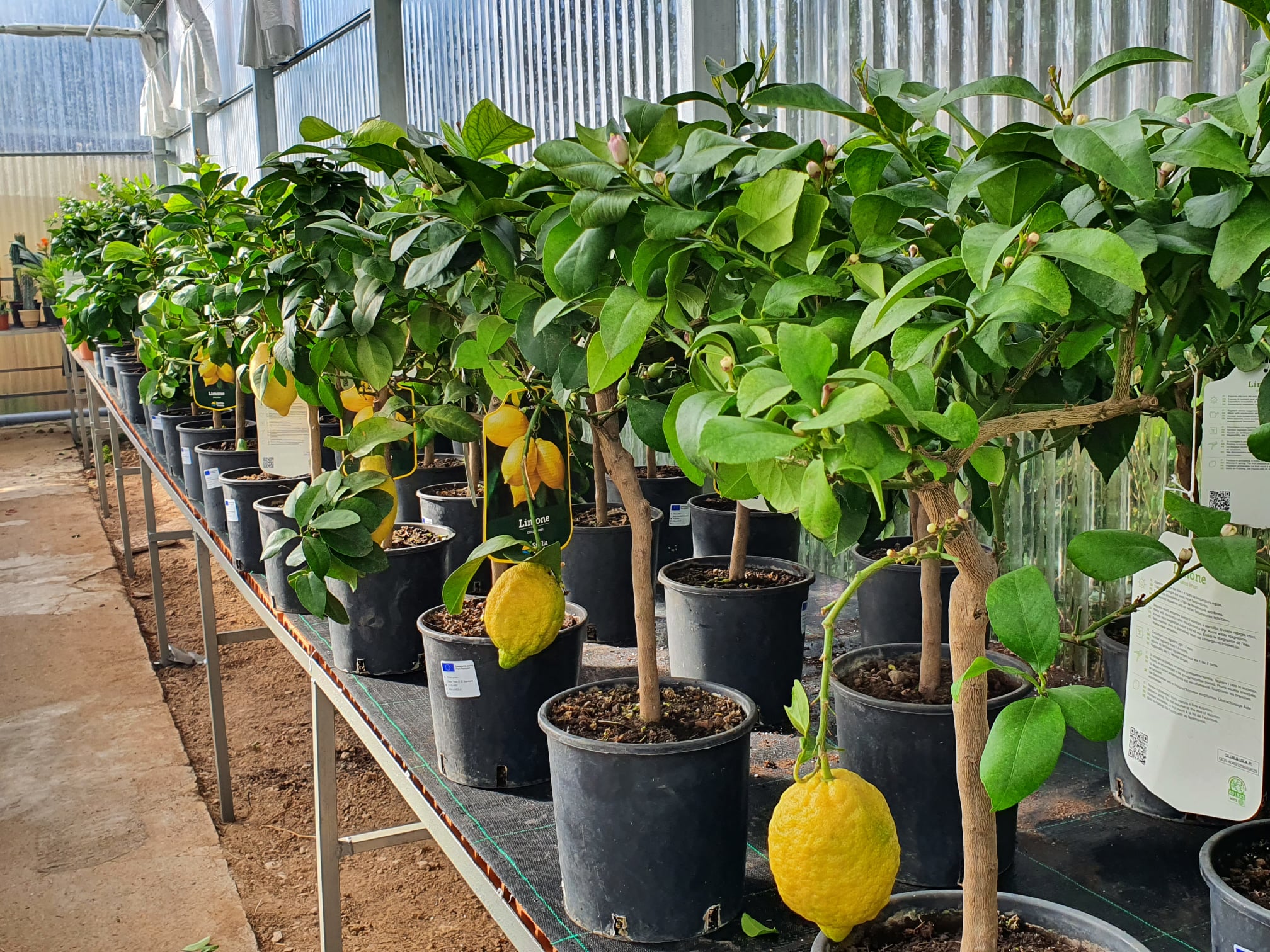 Perucha Brothers Nurseries