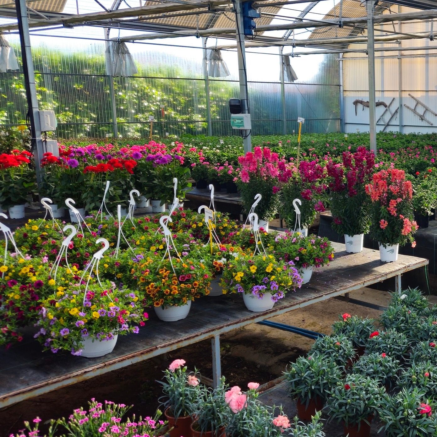 Perucha Brothers Nurseries